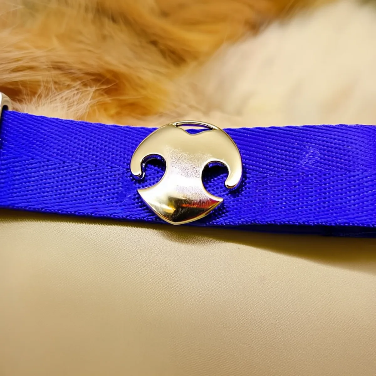 Steel pacjent.vet ID tag on a dog's collar