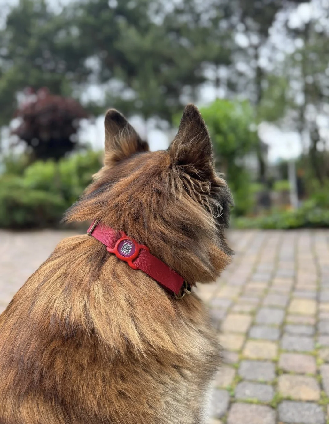 pacjent.vet ID tag on a dog's collar