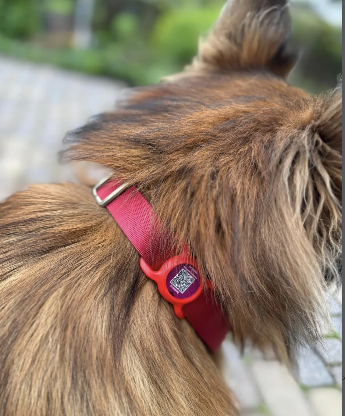 pacjent.vet ID tag on a dog's collar