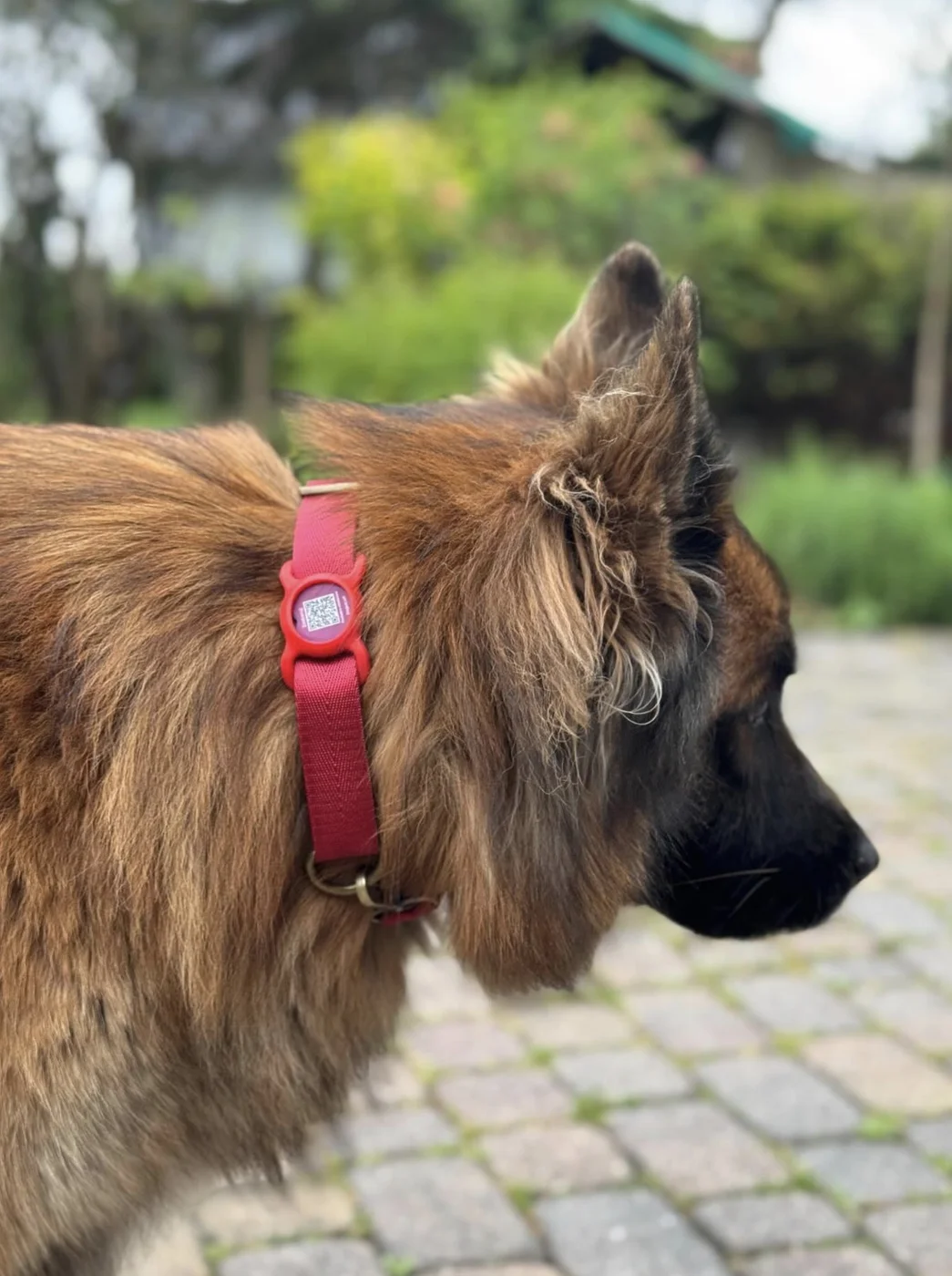 pacjent.vet ID tag on a dog's collar