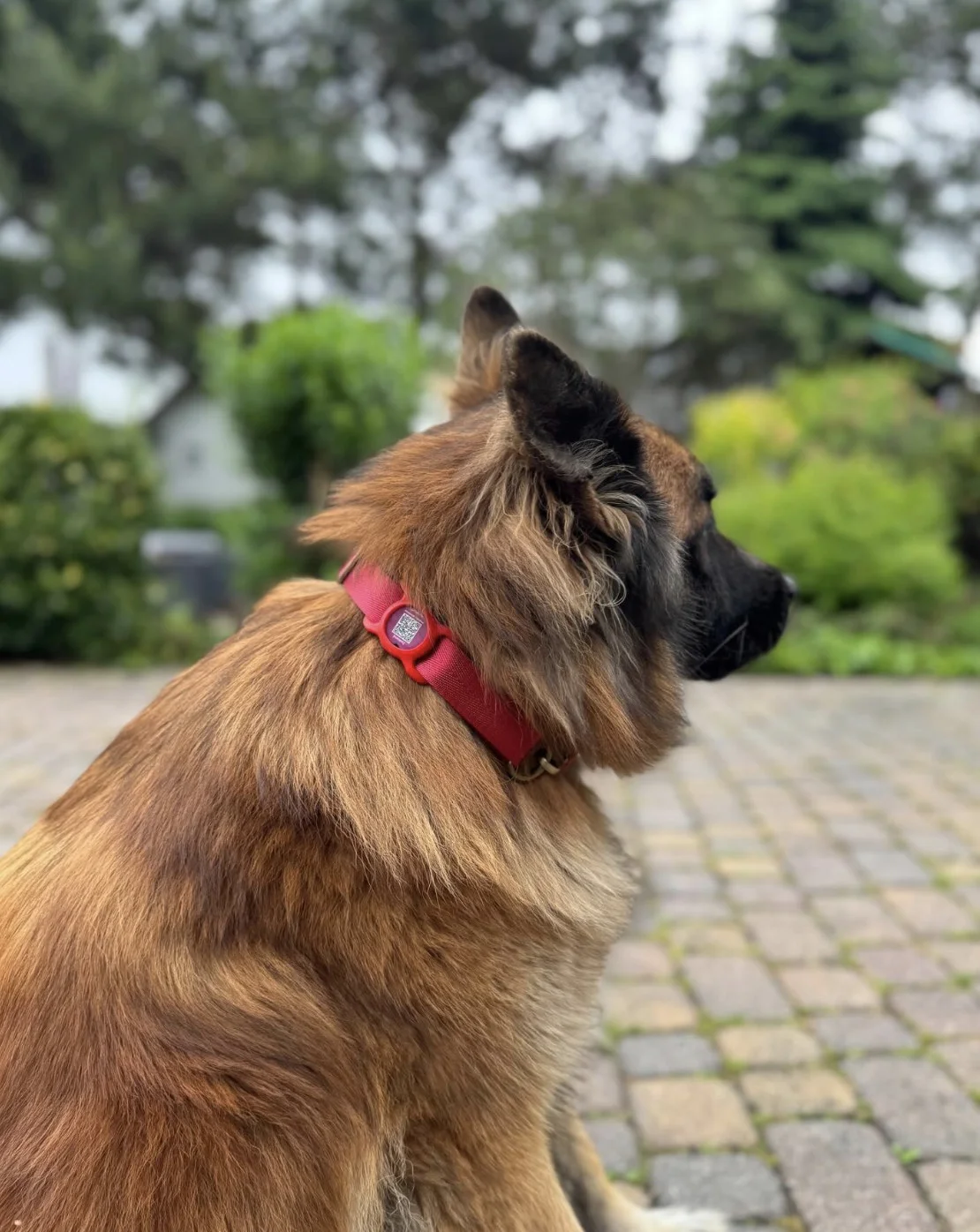 pacjent.vet ID tag on a dog's collar